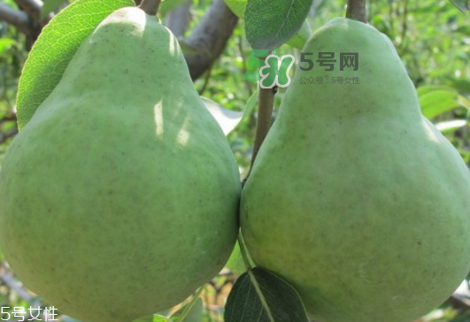 巴梨怎么吃？巴梨是熱性還是涼性的？