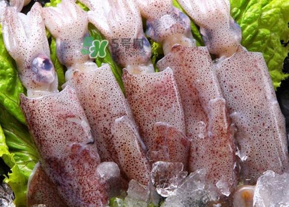 筆管魚(yú)是魷魚(yú)嗎？筆管魚(yú)和魷魚(yú)的區(qū)別