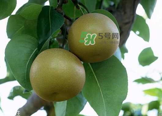 沙梨孕婦可以吃嗎？沙梨的功效與作用
