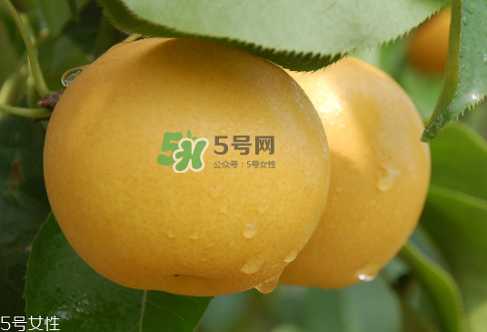 圓黃梨好吃嗎？圓黃梨的功效與作用