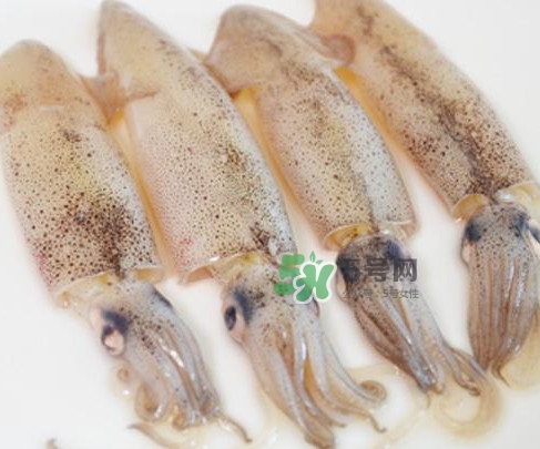 筆管魚是什么魚？筆管魚怎么吃