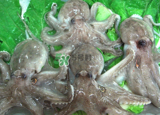 章魚(yú)會(huì)咬人嗎？章魚(yú)會(huì)吃人嗎