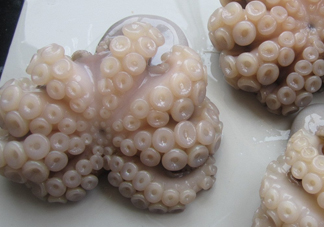 章魚有牙齒嗎？章魚天敵是什么