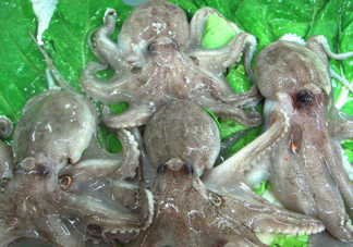 章魚會咬人嗎？章魚會吃人嗎