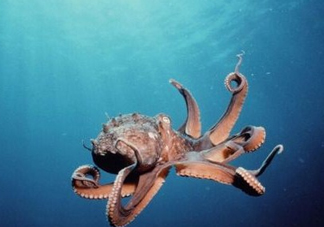 章魚是墨魚嗎？章魚有哪些特性