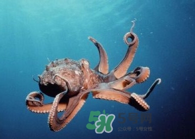 章魚(yú)是墨魚(yú)嗎？章魚(yú)有哪些特性