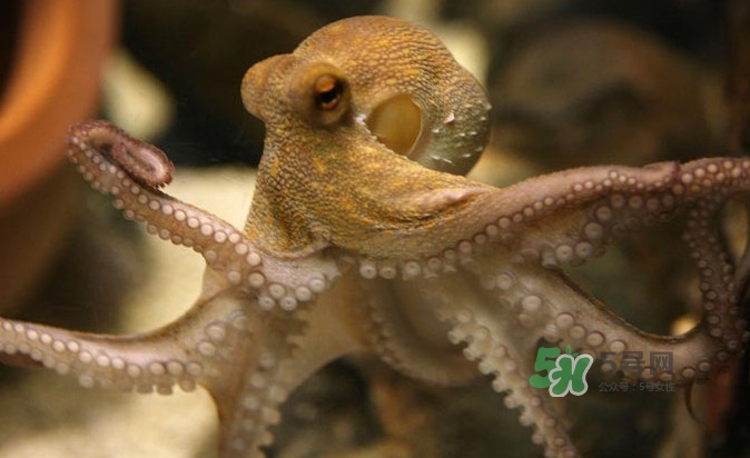章魚(yú)會(huì)咬人嗎？章魚(yú)會(huì)吃人嗎