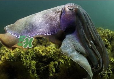 章魚(yú)是墨魚(yú)嗎？章魚(yú)有哪些特性