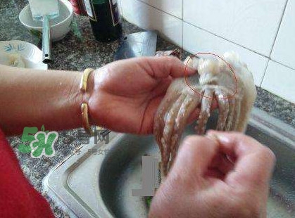 魷魚頭怎么切？魷魚怎么切花刀