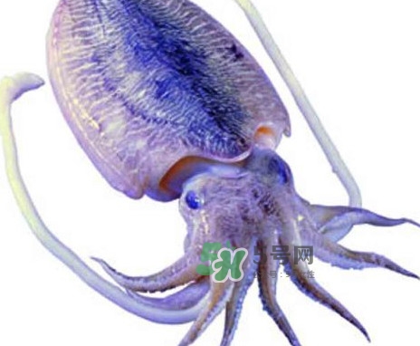 魷魚是墨魚嗎？魷魚和墨魚的區(qū)別