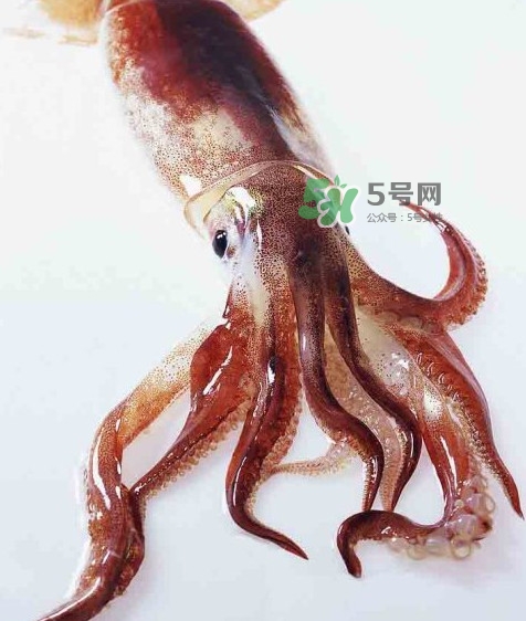 魷魚是墨魚嗎？魷魚和墨魚的區(qū)別
