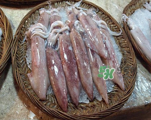 新鮮魷魚怎么處理？魷魚怎么清洗？