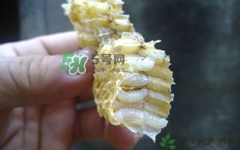 蜂蛹和枸杞能一起泡酒嗎？蜂蛹和枸杞泡酒的功效