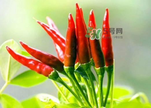菜市場(chǎng)什么辣椒最辣？辣椒最辣的部分