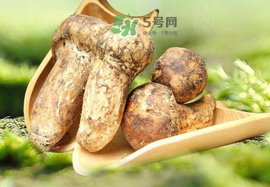 新鮮松茸怎么挑選？干松茸如何挑選
