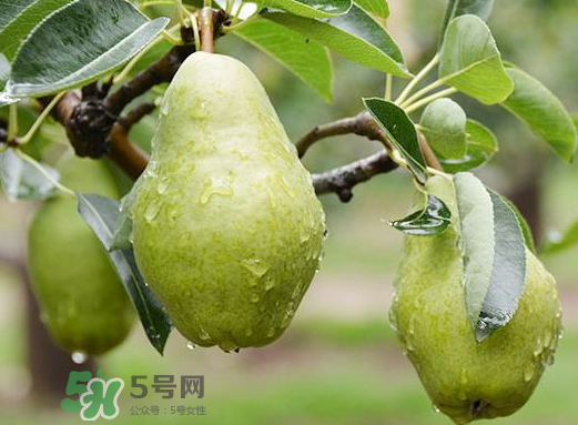 香蕉梨怎么熟的快？香蕉梨怎么變軟？