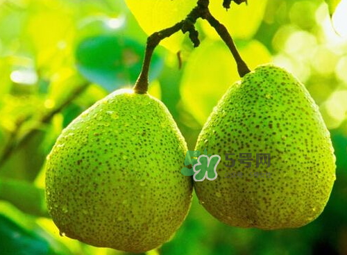 萊陽(yáng)梨什么時(shí)候成熟？萊陽(yáng)梨多少錢(qián)一斤？