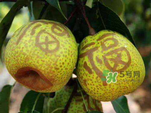 萊陽(yáng)梨什么時(shí)候成熟？萊陽(yáng)梨多少錢(qián)一斤？