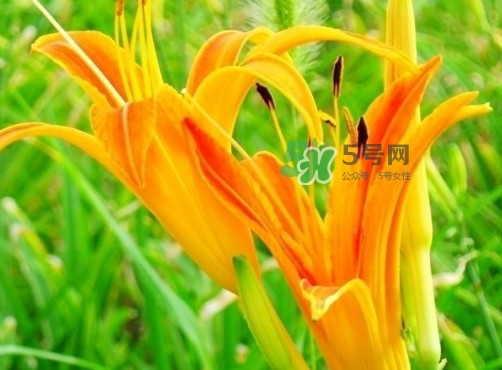 黃花菜是下奶的嗎？黃花菜是發(fā)奶的嗎