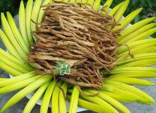 黃花菜是忘憂草嗎？黃花菜是不是金針菜