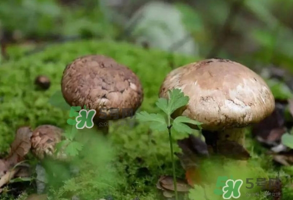 新鮮松茸用水焯嗎？新鮮松茸洗時用水浸泡嗎