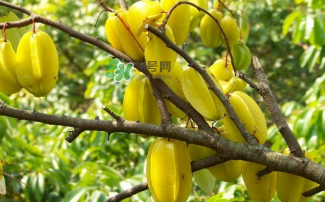 楊桃是什么季節(jié)的水果？楊桃怎么吃營(yíng)養(yǎng)價(jià)值最高？