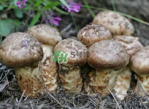 產(chǎn)婦能吃松茸嗎？哺乳期可以吃松茸嗎
