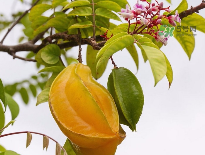 月經(jīng)期可以吃楊桃嗎？月經(jīng)期可以吃什么水果？