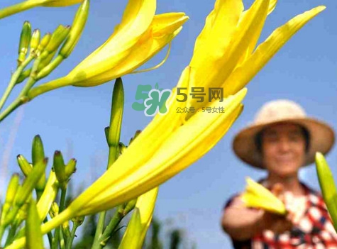 黃花菜是下奶的嗎？黃花菜是發(fā)奶的嗎