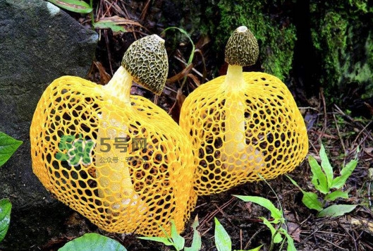 新鮮竹蓀怎么清洗？新鮮竹蓀怎么處理