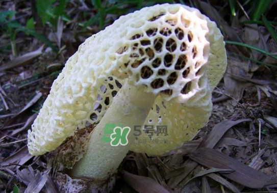 怎么去除竹蓀的怪味？如何去除竹蓀的異味