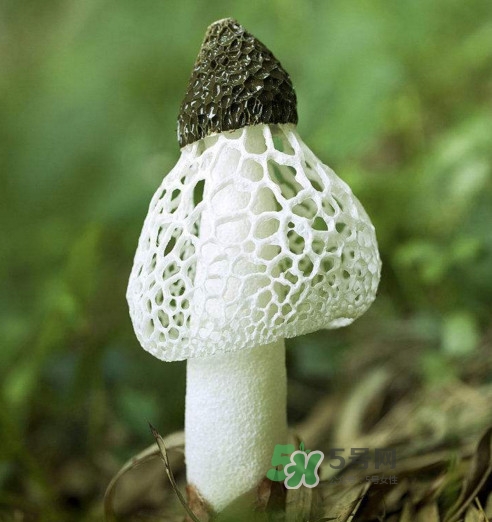 竹蓀什么樣的好？買竹蓀怎么挑選