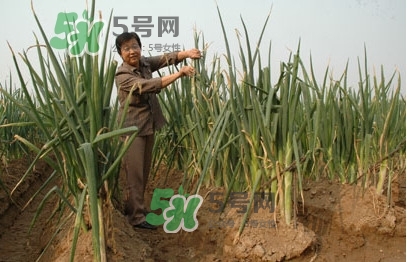 大蔥什么時候種植？大蔥什么時候上市