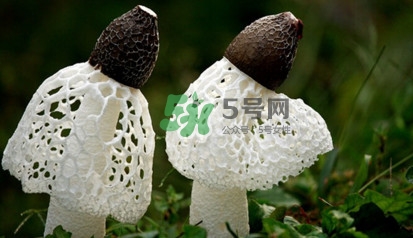 竹蓀黑色菌蓋能吃嗎？竹蓀食用禁忌是什么