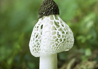 竹蓀什么季節(jié)最多？竹蓀不能和什么一起吃