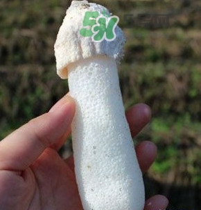 竹蓀什么樣的好？買竹蓀怎么挑選