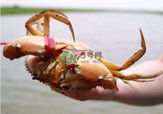 黃油蟹什么季節(jié)吃最好？黃油蟹產(chǎn)地