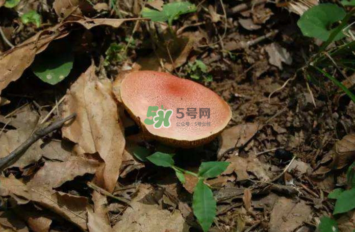 蘑菇中毒怎么辦？蘑菇中毒的癥狀
