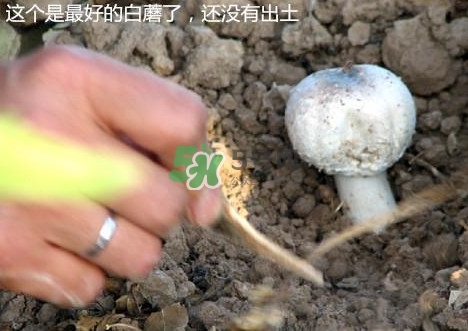 白蘑菇是什么種類？白蘑菇怎么洗才洗得干凈