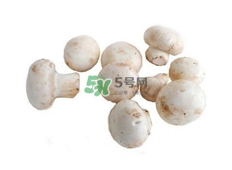 口蘑是什么蘑菇？口蘑長什么樣子？