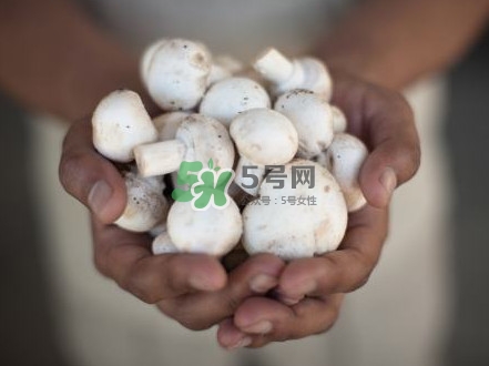 口蘑是發(fā)物嗎？口蘑是白蘑菇嗎