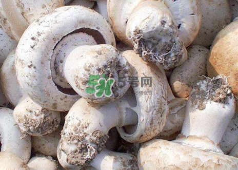 口蘑是什么蘑菇？口蘑長什么樣子？