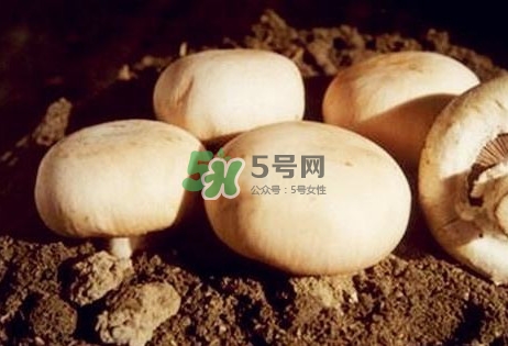 口蘑是發(fā)物嗎？口蘑是白蘑菇嗎
