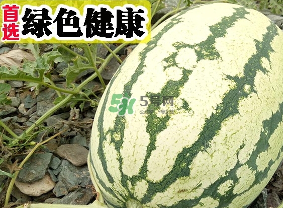 石頭瓜什么時(shí)候上市？石頭瓜多少錢(qián)一斤？