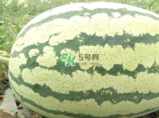 石頭瓜什么時(shí)候上市？石頭瓜多少錢(qián)一斤？