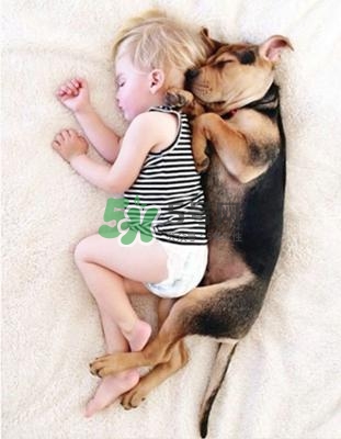 孕婦能養(yǎng)狗嗎？孕婦養(yǎng)狗注意事項