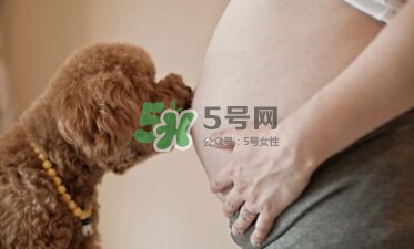 孕婦不能養(yǎng)寵物嗎？為什么孕婦不能養(yǎng)寵物？