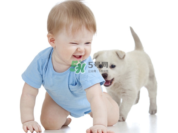 孕婦能養(yǎng)狗嗎？孕婦養(yǎng)狗注意事項