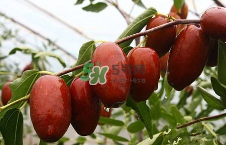秋季吃什么水果最好？秋季常吃什么水果比較好？