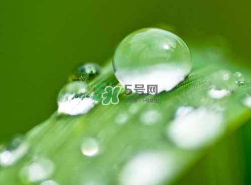 白露可以種什么菜？白露過后能種植什么蔬菜？